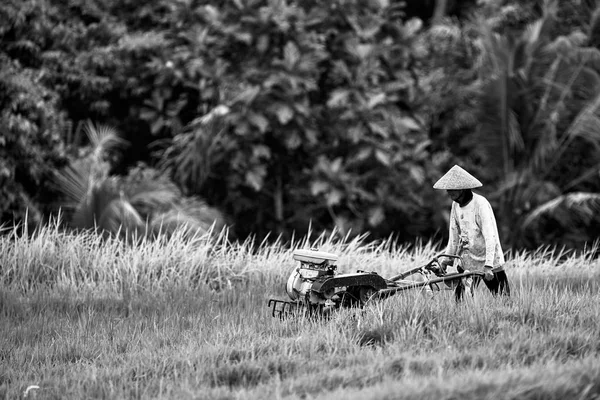 Indonézia Bali Mezőgazdasági Termelő Dolgozik Rizs Terasz Nemzeti Kalapban — Stock Fotó