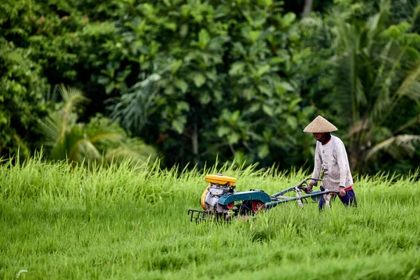Indonésia Bali Agricultor Trabalhando Terraço Arroz Chapéu Nacional — Fotografia de Stock