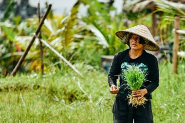 Çiftçi Ulusal şapkalı pirinç Teras üzerinde çalışıyor. Endonezya, Bali, 01/02/19