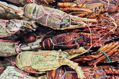 Istakoz sayaç balık pazarında