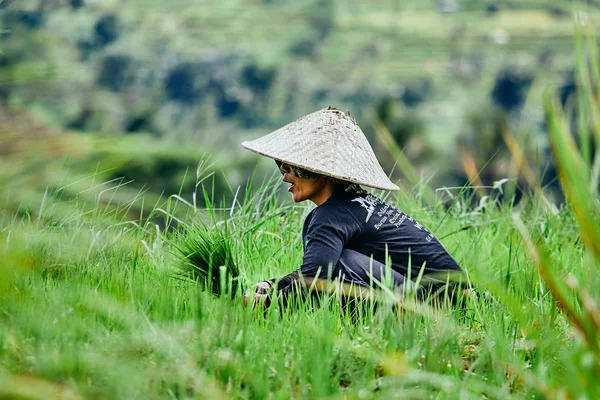 Agricoltore Che Lavora Sulla Terrazza Riso Cappello Nazionale Indonesia Bali — Foto Stock