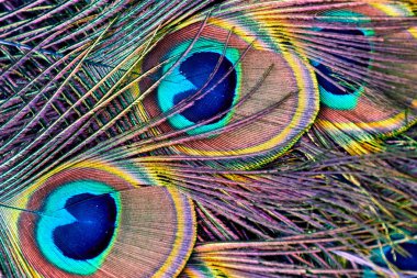 Güzel tüyler. Peacock kuyruk yakın yukarı.