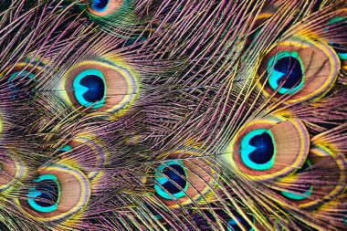 Güzel tüyler. Peacock kuyruk yakın yukarı.