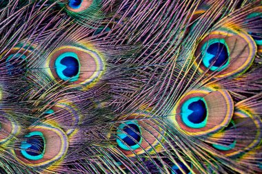 Güzel tüyler. Peacock kuyruk yakın yukarı.