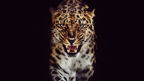 Leopard Growls Isolated Portrait Black Background — Stock Photo, Image