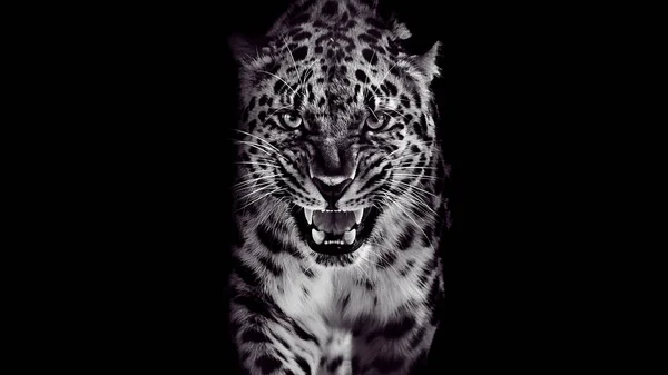 Leopard Warczy Odosobniony Portret Czarnym Tle — Zdjęcie stockowe