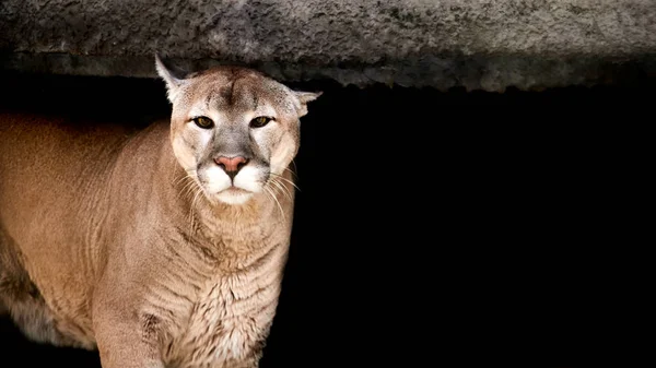 Zbliżenie Portret Cougar Izolowane Czarnym Tle — Zdjęcie stockowe