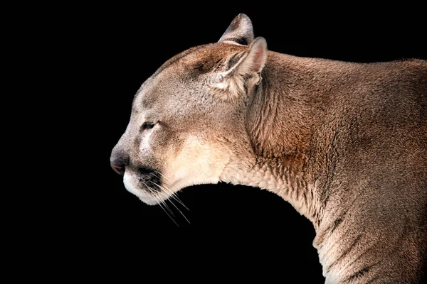 Retrato Close Uma Puma Isolado Fundo Preto — Fotografia de Stock