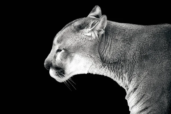 Closeup Portrait Cougar Isolated Black Background — Stock Photo, Image