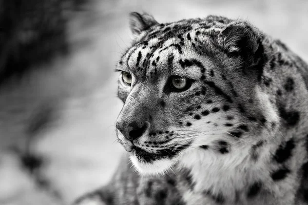 Zbliżenie Portret Snow Leopard — Zdjęcie stockowe