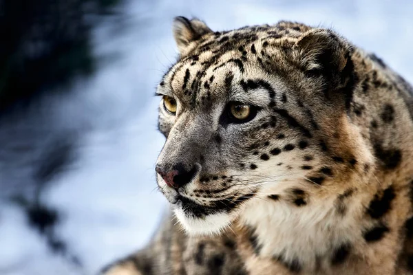 Zbliżenie Portret Snow Leopard — Zdjęcie stockowe