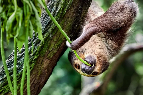 Лінивець Висить Дереві Їсть Листя — стокове фото