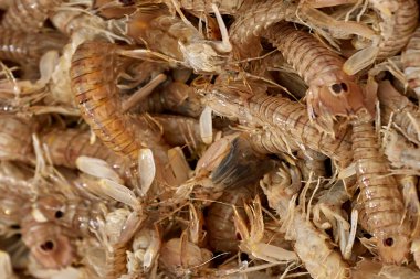 Kral balığı markette karides