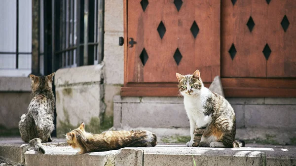 Gatos Las Calles Estambul — Foto de Stock