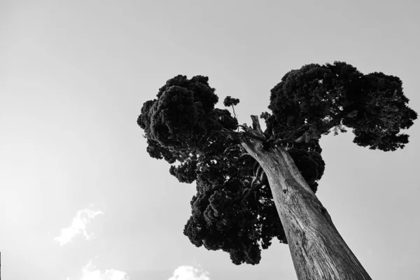 Silhueta Uma Árvore Contra Céu — Fotografia de Stock