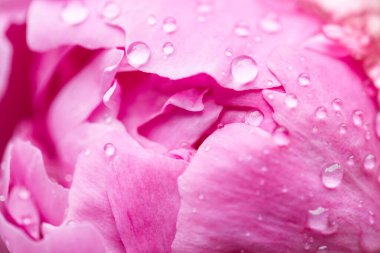 Güzel pembe şakayık, çiğ damlaları, yakın plan, makro fotoğraf