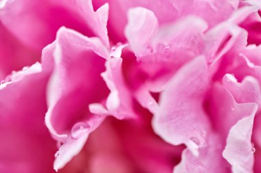 Güzel pembe şakayık, çiğ damlaları, yakın plan, makro fotoğraf