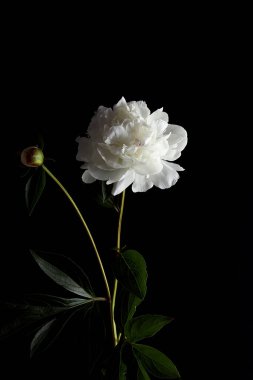 Siyah arka planda güzel beyaz şakayık