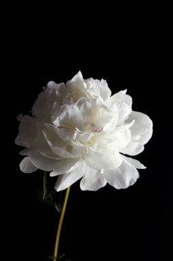 Siyah arka planda güzel beyaz şakayık