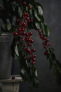 Bir kovada dalların üzerinde kiraz, kırsal. Dişi eller dalları tutar.