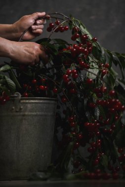 Bir kovada dalların üzerinde kiraz, kırsal. Dişi eller dalları tutar.