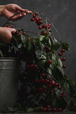 Bir kovada dalların üzerinde kiraz, kırsal. Dişi eller dalları tutar.