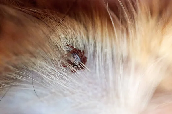 Mite Latched Dog Ear Close Close Photo — Stock Photo, Image