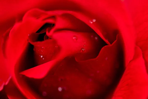 Rote Rosenblüte Mit Tautropfen Nahaufnahme Makroaufnahme — Stockfoto