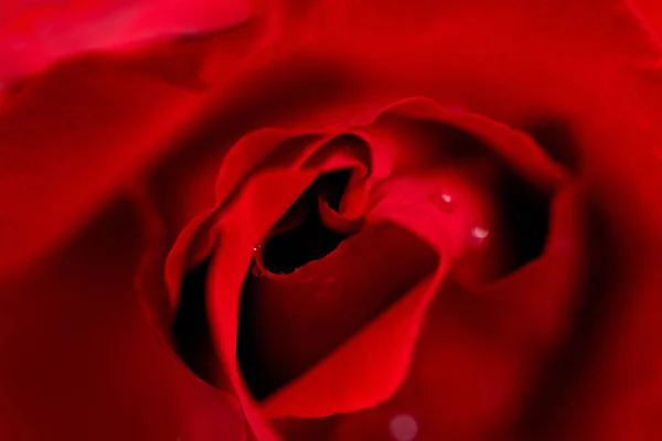 Červená Růže Kapkami Rosy Zblízka Makro Foto — Stock fotografie