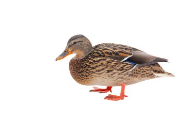 Gatchina 'daki Palace Park' ta ördek. 2019 Kışı.