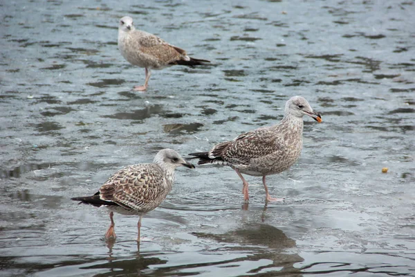 Invasión Gaviotas Palace Park Gatchina Invierno 2019 —  Fotos de Stock