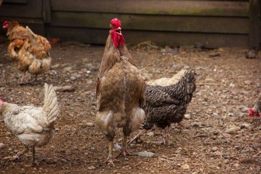 Çiftlikte haykıran kahverengi horoz.