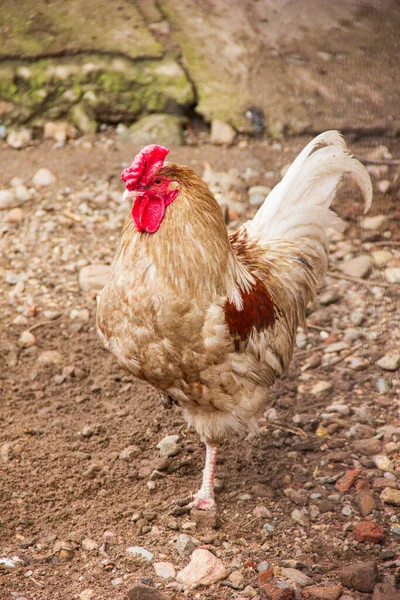 Altın horoz yerde bir pençe üzerinde duruyor.