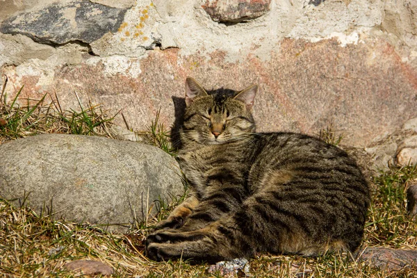 Tabby Cat Basks Sun Sleeps Stone — Stock Photo, Image