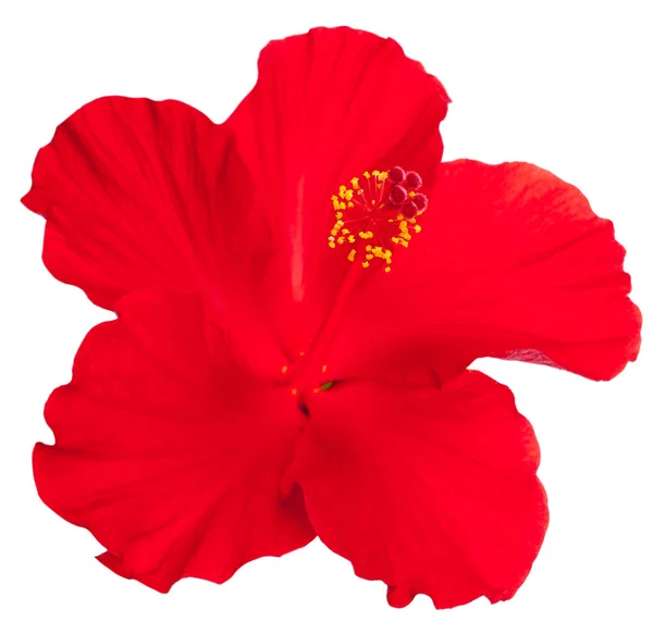 Rode Hibiscus Witte Achtergrond — Stockfoto