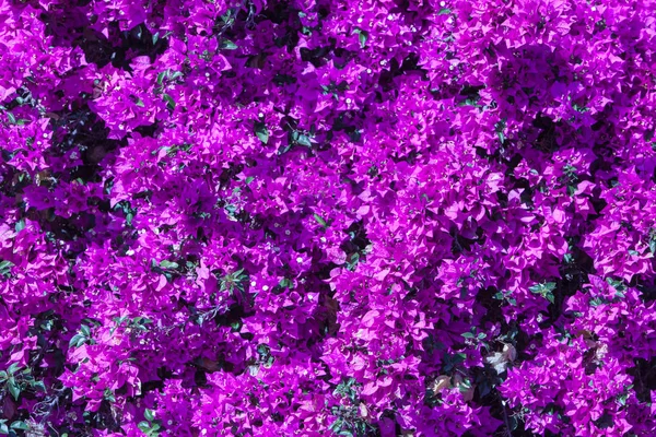 Magenta Bougainvillea Flowers Background Floral Background Horizontal Image — Stock Photo, Image