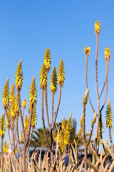 Flores Amarelas Aloe Vera Contra Céu Azul — Fotografia de Stock