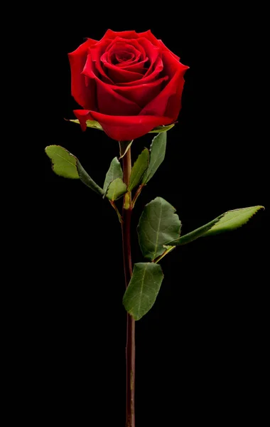 Vörös rózsa fekete háttér — Stock Fotó