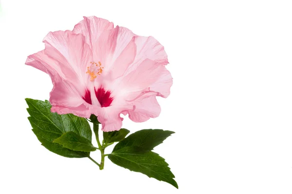 Розовый Цветок Гибискуса Зелеными Листьями Изолированы Белом Фоне — стоковое фото