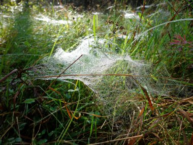 Çimenlerin üzerinde örümcek ağı ve Çiy damlaları