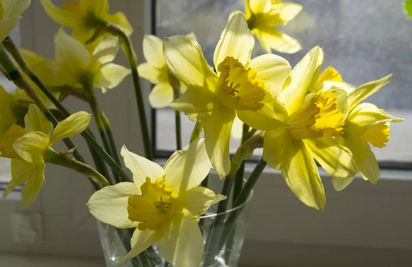 Hermoso Flores Amarillas Primavera Narcisos —  Fotos de Stock
