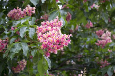 pembe kestane çiçekleri. Baharda ağaçta