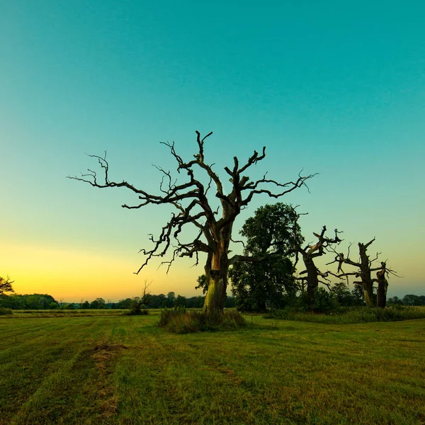 Carvalho Rogalin Pôr Sol Verão Prado — Fotografia de Stock