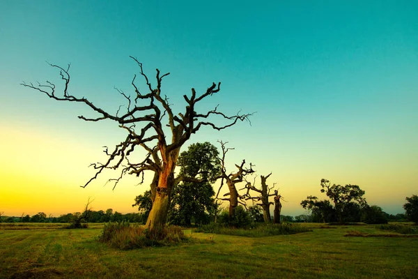 güzel rogalin'nde yaz günbatımı meşe