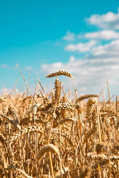 Gebied Van Rijp Graan Blauwe Hemelachtergrond — Stockfoto