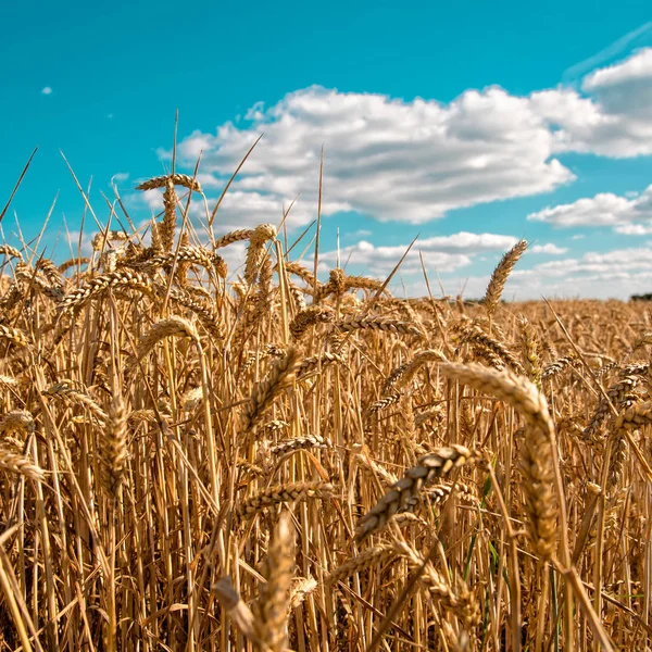 Feld Von Reifen Getreide Auf Blauem Himmel Hintergrund — Stockfoto