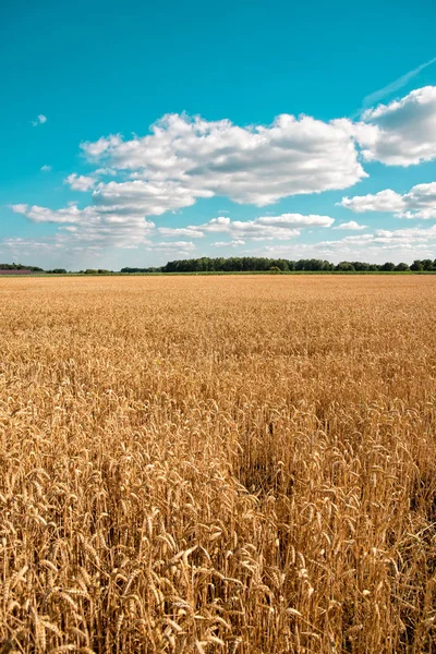 Ripe Cereals Big Field Just Harvesting — Stock Photo, Image