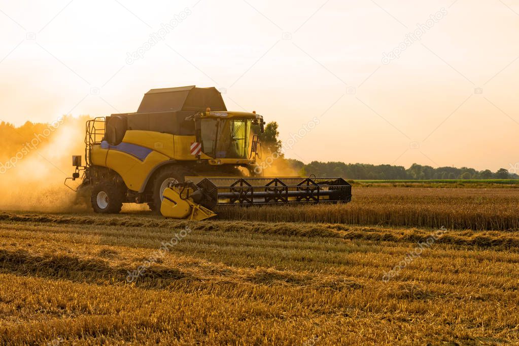 big combine harvester threshing in sunset