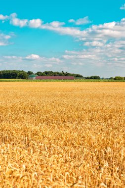 Olgun tahıl hasat önce büyük alanda