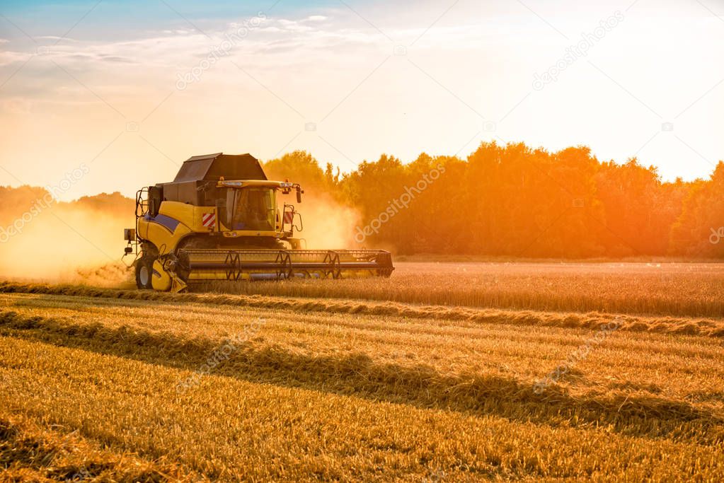 big combine harvester threshing in the sunset.